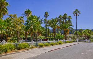 indian springs palm trees calistoga