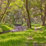 mountain-creek-california