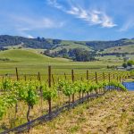 pinot-noir-vineyard-petaluma-gap