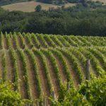 rolling-vineyard-south-of-france