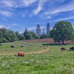 vineyard-and-cattle-ranch-california