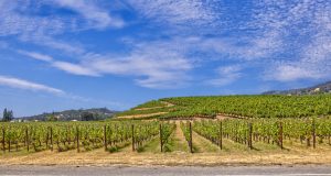 vineyard in Alexander Valley-AVA