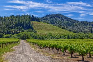 vineyard road Dry Creek Valley
