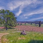 vineyard-view-hills-california