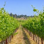 Chardonnay Vineyard Green Valley AVA