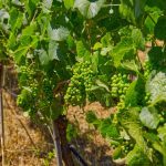 Green Valley AVA Chardonnay wine grapes