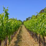 Green Valley AVA Pinot Noir Vineyard Row