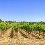 Green Valley AVA Sebastopol vineyard row