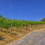 Green Valley AVA hillside vineyard