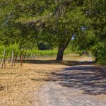 Green Valley AVA vineyard and oak tree