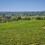 Green Valley AVA vineyards in west Sonoma County