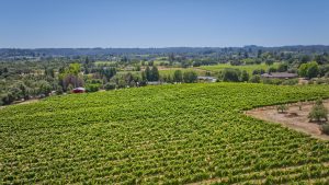 Green Valley AVA vineyards in west Sonoma County