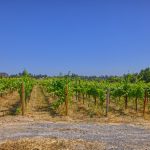 Green Valley AVA wine grape vines