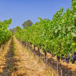 Pinot Noir Vineyard Row Green Valley AVA