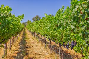 Pinot Noir Vineyard Row Green Valley AVA