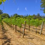Pinot Noir Vineyard Rows Green Valley AVA