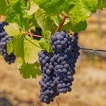 Pinot Noir wine grape cluster Russian River Valley