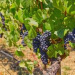 Pinot Noir wine grapes Russian River Valley