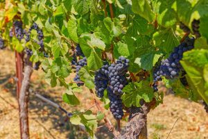 Pinot Noir wine grapes Russian River Valley