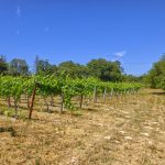 Russian River Appellation