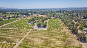 Windsor California vineyard in city limits