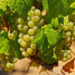 chardonnay wine grape clusters Green Valley AVA