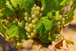 chardonnay wine grape clusters Green Valley AVA