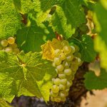 chardonnay wine grapes Russian River Valley