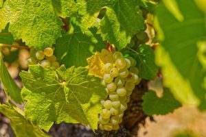 chardonnay wine grapes Russian River Valley
