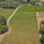 pristine vineyard in the Green Valley AVA
