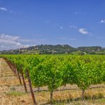 vineyard alley mountains Russian River AVA
