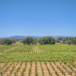 vineyard blocks Russian River AVA