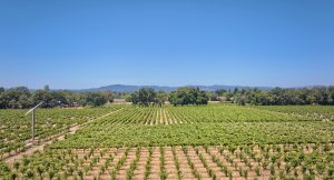 vineyard blocks Russian River AVA