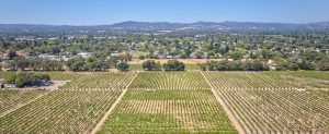 vineyard residential development potential Windsor California
