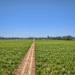 vineyard road Russian River AVA