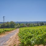 vineyard road in Green Valley AVA Sonoma County