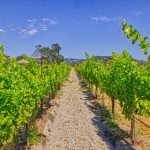 vineyard row blue sky Russian River AVA
