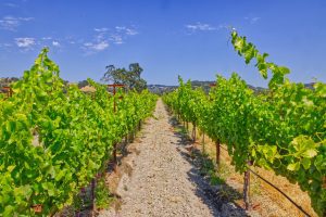 vineyard row blue sky Russian River AVA