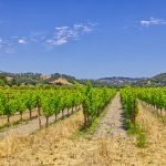 vineyard rows and grass Russian River AVA