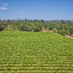 vineyards in west Sonoma County