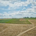 Aerial View of open field vineyard clouds Sonoma