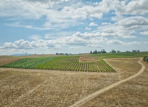 Aerial View of open field vineyard clouds Sonoma