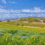 Bird Netting Chardonnay Vineyard Sonoma County