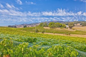 Bird Netting Chardonnay Vineyard Sonoma County