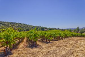 Cabernet Sauvignon vineyard Mayacamas Mountains