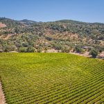 Cabernet Sauvignon vineyard Sonoma Valley