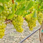 Chardonnay wine grapes before harvest Sonoma Coast