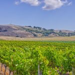 Cloud Hills Vineyard Sonoma Coast AVA