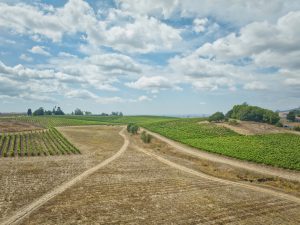 Clouds and Pinot Noir Vineyard Building Site Petaluma