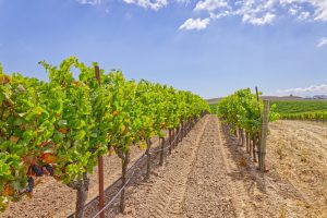 Disced Vineyard Row Petaluma